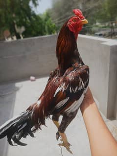 Aseel