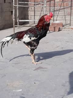 03217057689 Aseel murga for sale