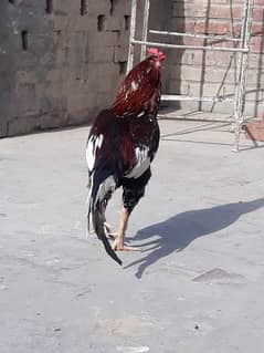 03217057689
