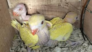 Chicks
