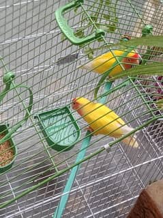 breeder pair