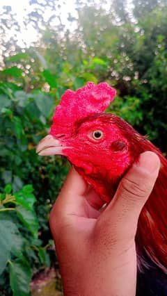 Aseel murga mushka
