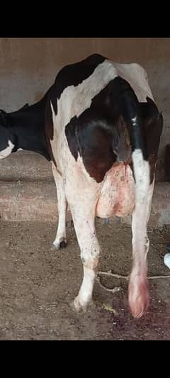 faresion ,jersey ,sahiwal cross cow ,گاے