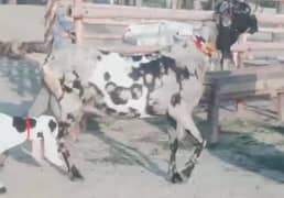 desi bakri teen bacchon wali for sale WhatsApp number 03314594754)
