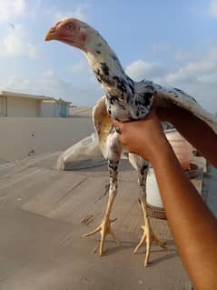 Qandhari
