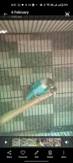 Parrots for urgently sale