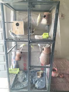 Parrots for urgently sale
