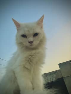Persion cat