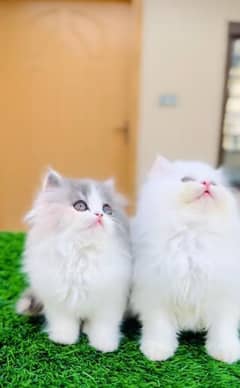 Persian kitten | triple long coated Kittens |  03406947464 WhatsApp