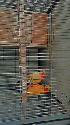 Sun conure breader pair