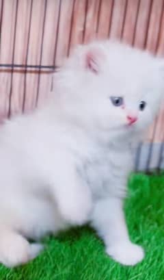 Persian kitten | triple long coated Kittens |  03406947464 WhatsApp