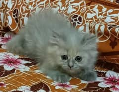 Kitten For sale