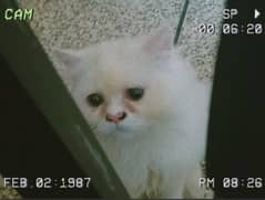 Semi Punch Face Cat for sale
