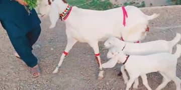 3 bacchon wale bakri for sale call
