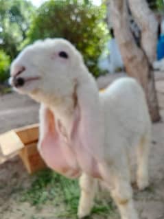 Sheep