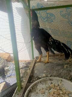 asli Mianwali