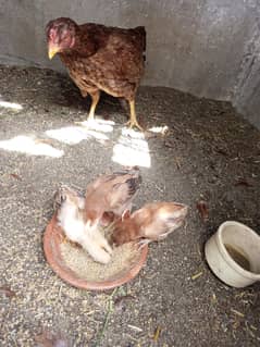 Aseel hen with 3 chicks