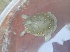 Indian flapshell turtle