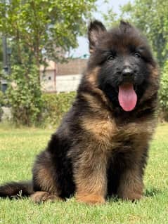 germen shepherd puppy for sale tripple coat