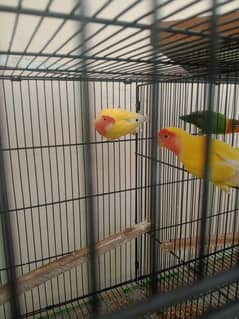 love birds