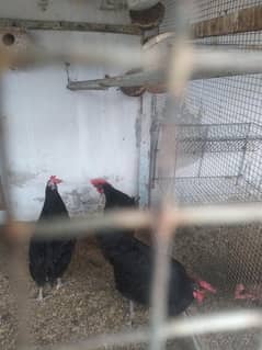 Australorp