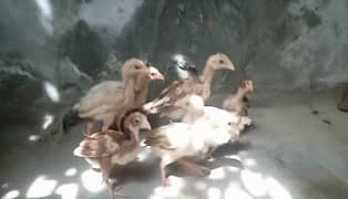 Aseel for sale age one month 10 chicks
