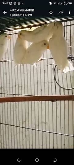 Albino