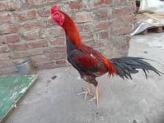Thai pure burmi and pakoy chicks available Whatsapp 03046986684