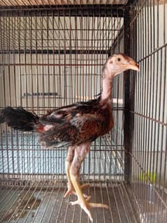 Aseel Chick's