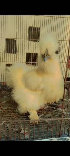 SILKEE FEMALE