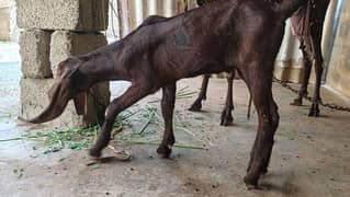 bakri