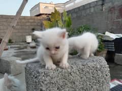 Kittens for sale.