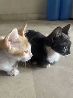 Persian h pair h active h poti trained h
