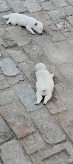 pista puppy