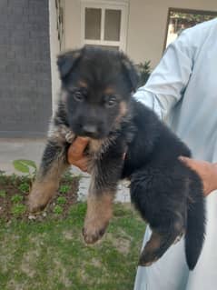 German shepherd puppies for sale / puppy / GSD pup / german shepherd
