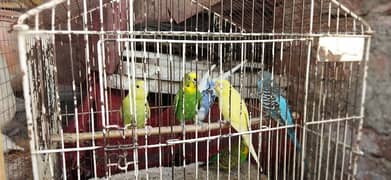 Budgies Parrots Available