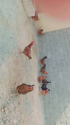 03154180897Desi murghya gar ke pale hoe han active or healthy