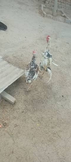 aseel pair for sale