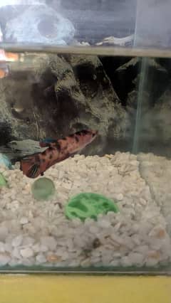 Betta fish female