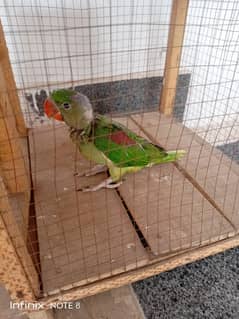 kashmiri raw parrot