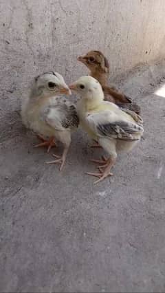 Aseel chicks