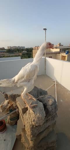 Shamo / White Shamo