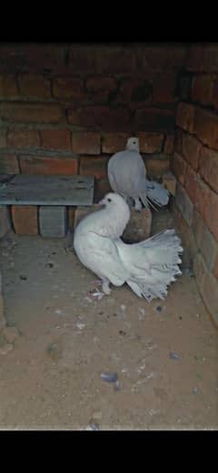 2 breader pairs with 2 chicks