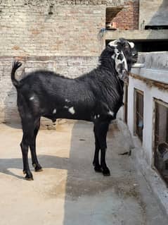 Beetal Breeder Bakra