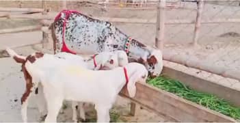 Makka chini Bakri Our 3 Bacchon Ka Sath For Sale Call,03425820107