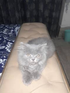 2 Kittens Punch Face Triple coat