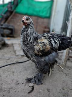 Heera Aseel/ Brahma Chicken/ Breeder hens/ Aseel Chicks