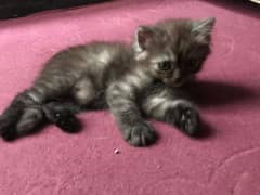 Persian