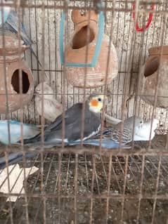 parrot
