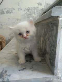 Persian available for sale 15k one kitten demand Sargodha 346 86 14191